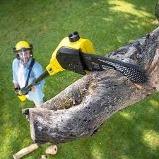 Best Tree Preservation Services  in Krugerville, TX