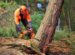 Best Tree Maintenance Programs  in Krugerville, TX