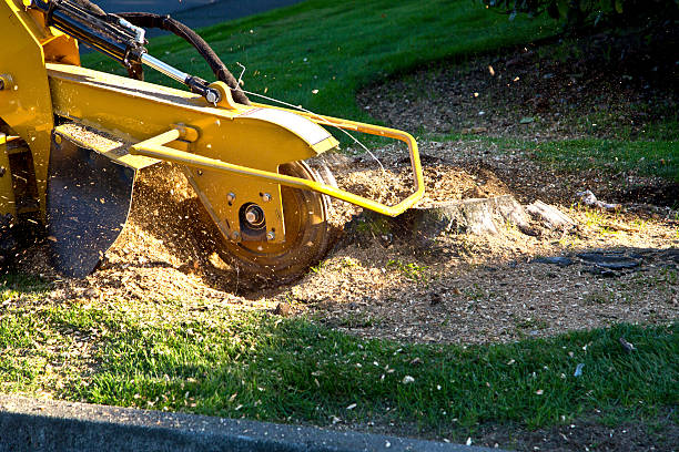 Best Utility Line Clearance  in Krugerville, TX